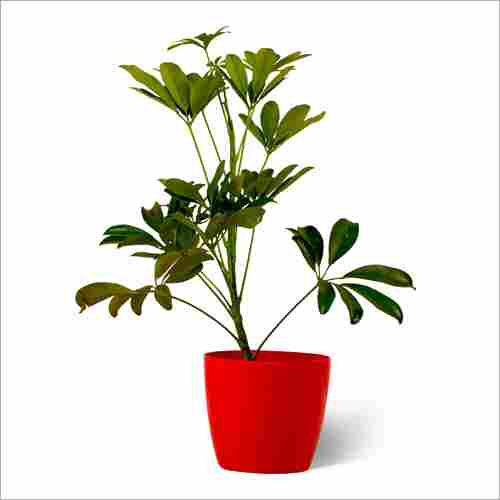 Schefflera Green Plant