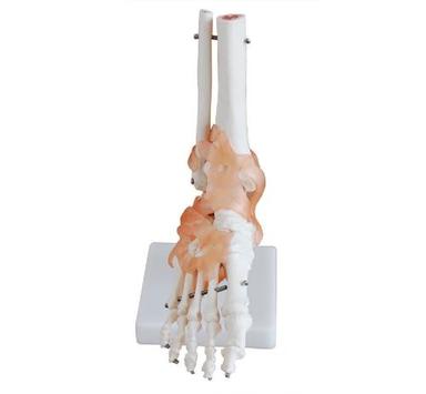 ConXport Life-Size Foot Joint with Ligaments
