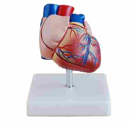 ConXport New Style Life-Size Heart Model