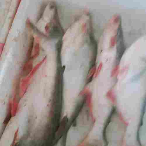 phungas fish