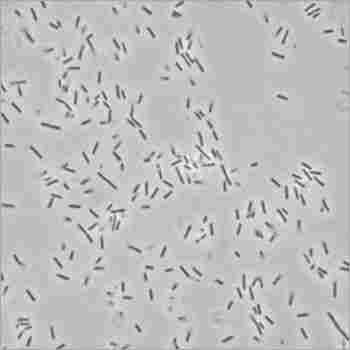 Bacillus Furmis Probiotic