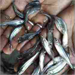 Big Pangasius Fish Seed
