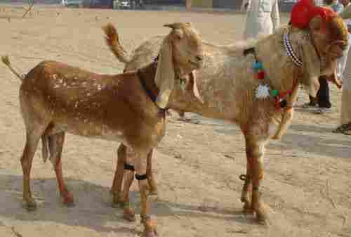 Cheap Beetal Goats for Sale