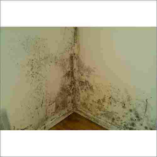 Anti Fungal and Mold Removal Pest Control Services