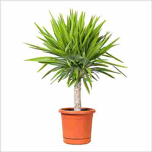 Yucca Potted  Thumb Plant