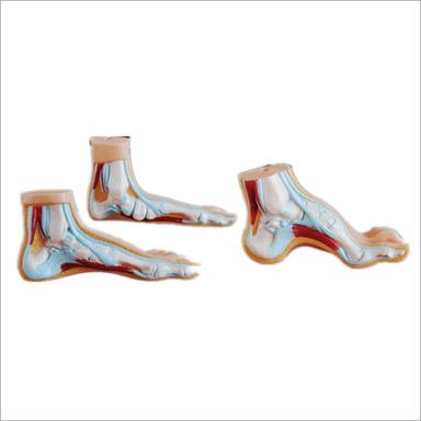 Life Size Normal Flat And Arched Foot Or Foot Joint Profile Models