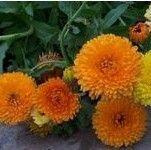 calendula extract