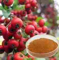 Hawthorn berry extract