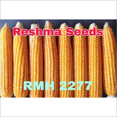Common Rabi Season Maize Seeds