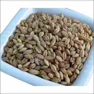 Brown Hulled Barley Seeds