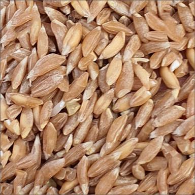 Brown Khapli Wheat