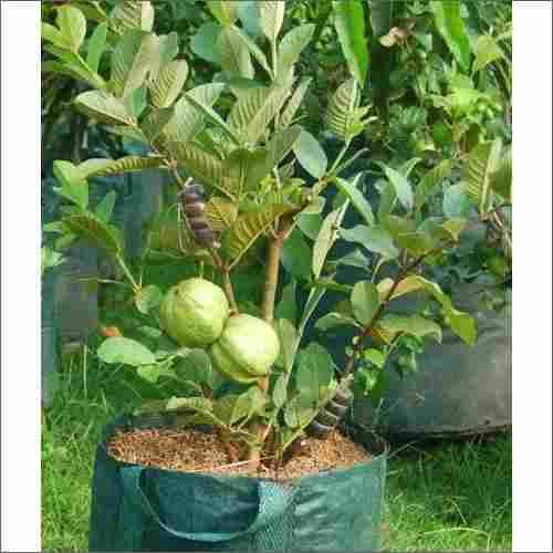 Organic Hybrid Guava Plant