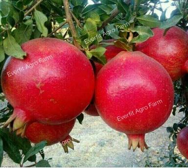 Green Super Bhagwa Anar Plant (Pomegranate)