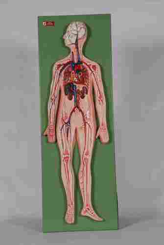 Physiology Model