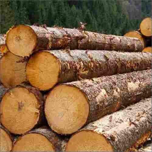 Timber Log
