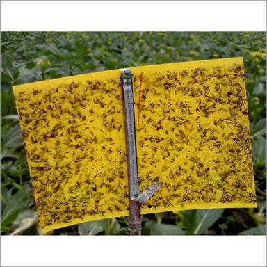 Yellow Sticky Trap Application: Agriculture