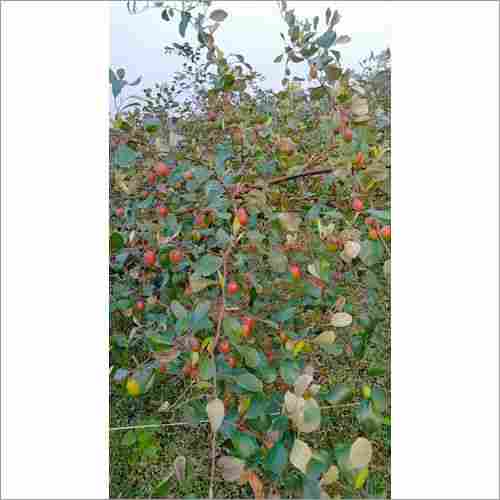 Natural Apple Bor Kasmiri Plant