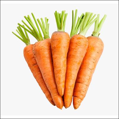 Straight Fresh Carrot