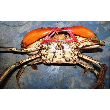 Sea Food Male Mud Crab