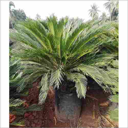 Cycas Palm Tree Plant