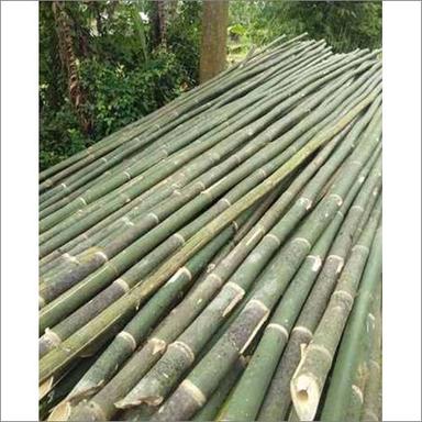 Long Bamboo Pole Size: Different Available