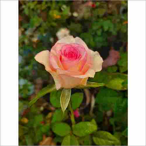Eden Garden Rose
