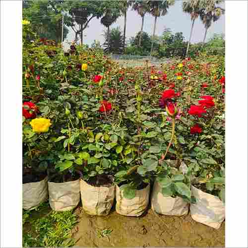 Red Yellow Rose Plant