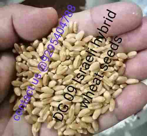 Dg 09 ISREAL wheat seeds