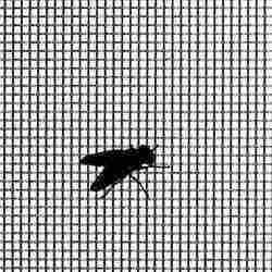 Mosquito Proof Screens