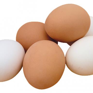 Fresh Hatching Eggs