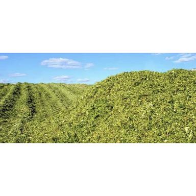 Corn Silage Cattle Feed Grade: First Class