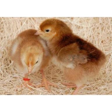 Rhode Island Red Rir Female Layer Chicks Gender: Both