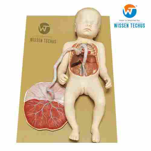 Full Term Fetus With Viscera and placenta