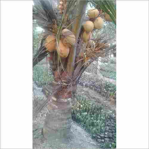 Vietnam Coconut Tree