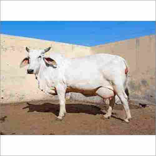 Pure Breed Tharparkar Cow