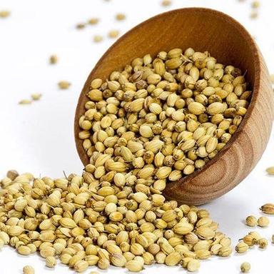 Common Natural Coriander Seeds