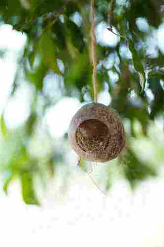 Coconut Shell Bird Nest