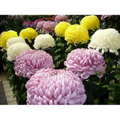 Chrysanthemum Hydrosol Age Group: Suitable For All