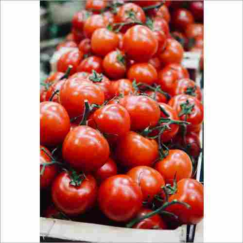 Fresh  Tomatoes