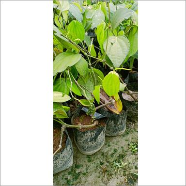 Green Thailand Black Pepper Plant