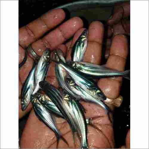 Pangas Fish Seed
