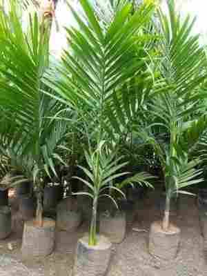 Areca palm supari Plant