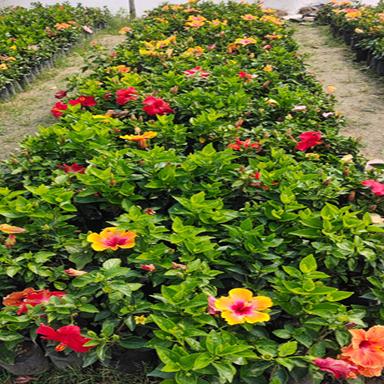 Different Available American Hibiscus Plant