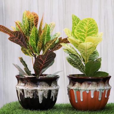 Different Available Codiaeum Croton Plant