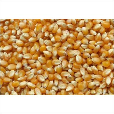 Corn Maize Seeds Grade: A
