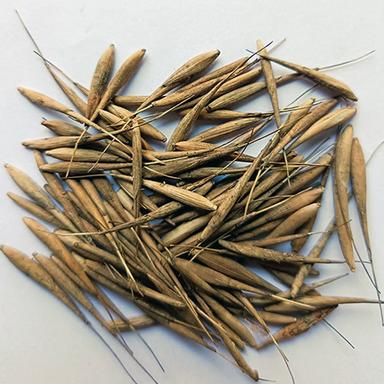 Common Bamboo Seeds
