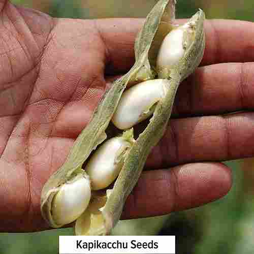 White Kotch Seed