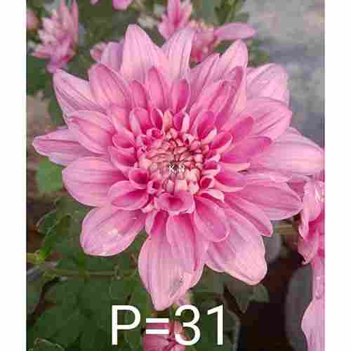 P-31 Chrysanthemum Flower Plant