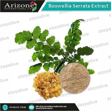 Herbal Product Boswellia Serrata Extract