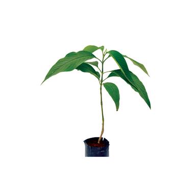 Green Adulsa Plant